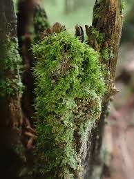 Attēlu rezultāti vaicājumam “Dicranum montanum var. truncicolum”