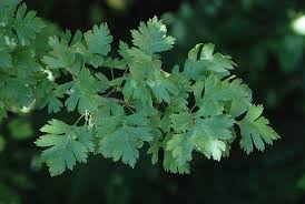 Attēlu rezultāti vaicājumam “Crataegus x macrocarpa”