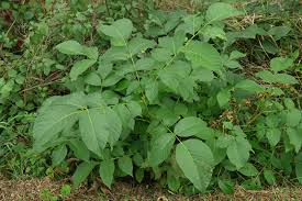 Attēlu rezultāti vaicājumam “Juglans”