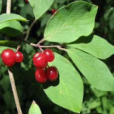 Attēlu rezultāti vaicājumam “Lonicera xylosteum fruit”