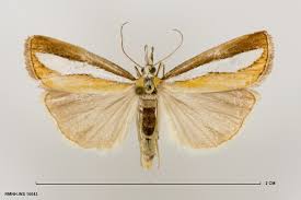 Attēlu rezultāti vaicājumam “Catoptria fulgidella”