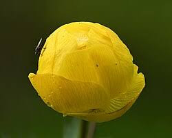 Attēlu rezultāti vaicājumam “Trollius europaeus leaf”