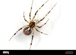 Attēlu rezultāti vaicājumam “Theridiidae”