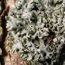 Attēlu rezultāti vaicājumam “Hypogymnia physodes”