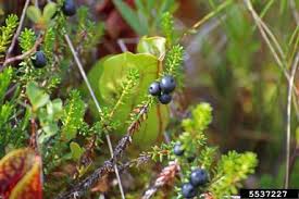 Attēlu rezultāti vaicājumam “Empetraceae”