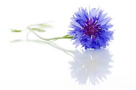 Attēlu rezultāti vaicājumam “Cyanus segetum flower”