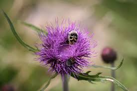 Attēlu rezultāti vaicājumam “Cirsium heterophyllum flower”