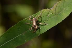 Attēlu rezultāti vaicājumam “Trichia erecta stalked”