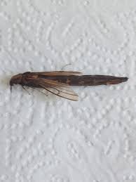 Attēlu rezultāti vaicājumam “Lymexylidae”