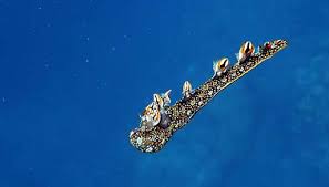 ผลการค้นหารูปภาพสำหรับ Bornella Anguilla