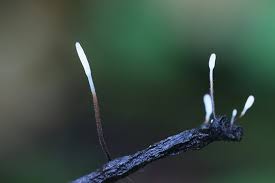 Attēlu rezultāti vaicājumam “Typhula setipes”