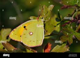 Attēlu rezultāti vaicājumam “Colias croceus underside”