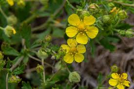 Attēlu rezultāti vaicājumam “Potentilla argentea fruit”