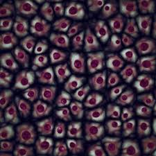 Attēlu rezultāti vaicājumam “Bryum funkii cells”