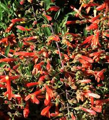 Attēlu rezultāti vaicājumam “Collaria rubens stalked”