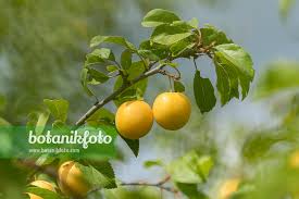 Attēlu rezultāti vaicājumam “Prunus cerasifera fruit”