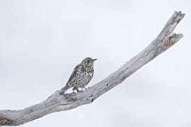 Attēlu rezultāti vaicājumam “Turdus viscivorus adult”