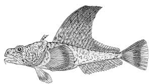 Image result for Liopsetta glacialis