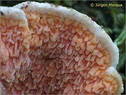 Attēlu rezultāti vaicājumam “Leucogyrophana mollusca”