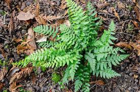 Attēlu rezultāti vaicājumam “Polystichum aculeatum”