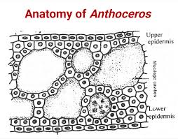 Attēlu rezultāti vaicājumam “Anthocerotopsida”