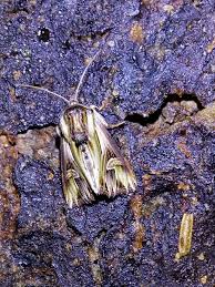 Attēlu rezultāti vaicājumam “Actinotia polyodon”