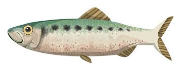 Image result for Alosa alosa