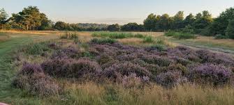 Image result for Bungay & Waveney Valley Golf Club