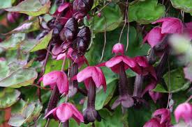 Image result for Rhodochiton atrosanguineum