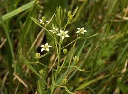 Attēlu rezultāti vaicājumam “Thesium ebracteatum”