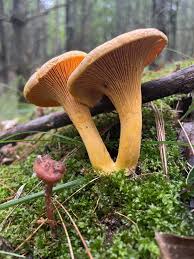 Attēlu rezultāti vaicājumam “Cantharellus cibarius”