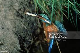 Attēlu rezultāti vaicājumam “Alcedo atthis nest”