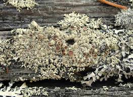 Attēlu rezultāti vaicājumam “Parmeliopsis ambigua”