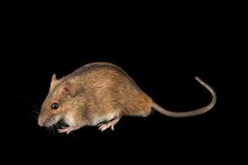 Attēlu rezultāti vaicājumam “Apodemus agrarius”