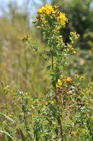 Image result for Johanniskraut