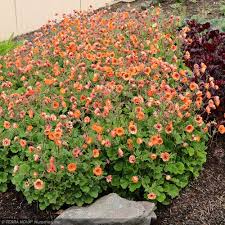 Attēlu rezultāti vaicājumam “Geum”