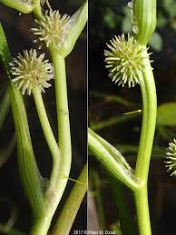 Attēlu rezultāti vaicājumam “Sparganium minimum fruit”