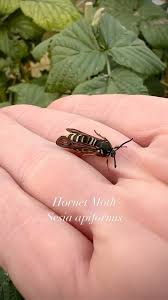 Attēlu rezultāti vaicājumam “Sesia apiformis”