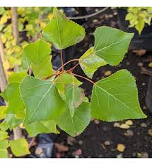 Attēlu rezultāti vaicājumam “Populus nigra Italica”