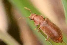 Attēlu rezultāti vaicājumam “Anobiidae”