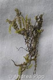 Attēlu rezultāti vaicājumam “Platyhypnidium riparioides”