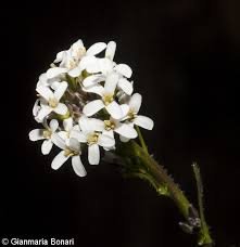 Attēlu rezultāti vaicājumam “Arabis hirsuta”