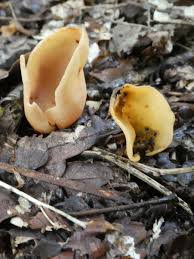 Attēlu rezultāti vaicājumam “Otidea onotica”