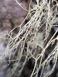 Attēlu rezultāti vaicājumam “Ramalina thrausta”