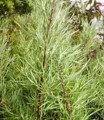 Attēlu rezultāti vaicājumam “Salix repens subsp. rosmarinifolia”