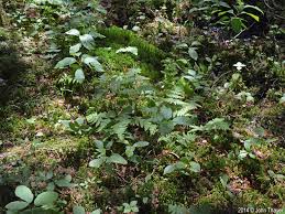 Attēlu rezultāti vaicājumam “Gymnocarpium robertianum”