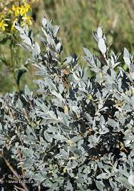 Attēlu rezultāti vaicājumam “Salix lapponum”