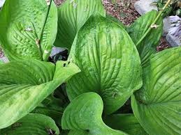Attēlu rezultāti vaicājumam “Hosta sp. leaf”