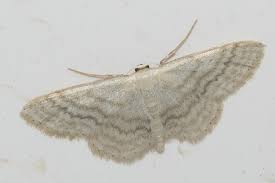 Attēlu rezultāti vaicājumam “Idaea sylvestraria”