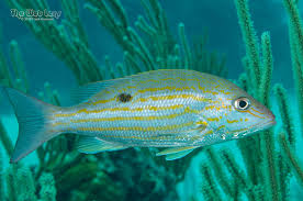 Image result for Lutjanus synagris